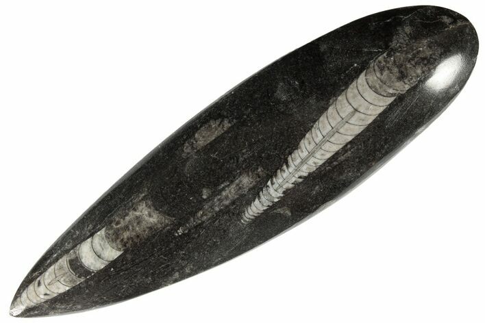 Polished Fossil Orthoceras (Cephalopod) - Morocco #182112
